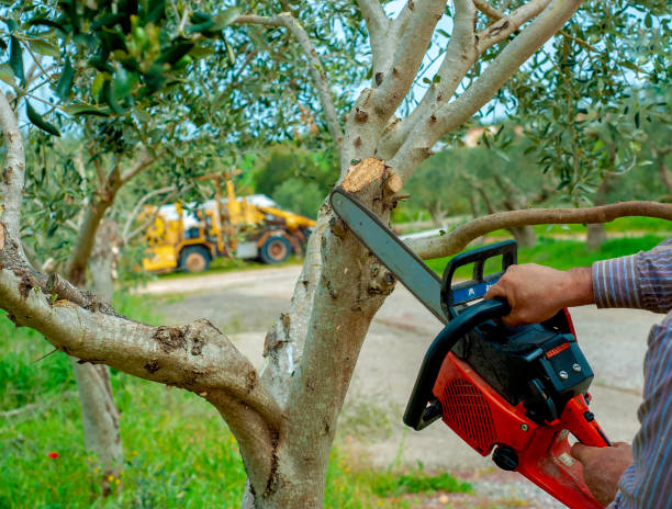 Tree Health Inspection in Kennedy, CA